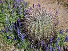 2023-03-18 :1: Picacho Peak State Park Road Trail :: tibber