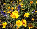 photo thumbnail #6