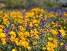 2023-03-18 :1: Picacho Peak State Park Road Trail :: tibber