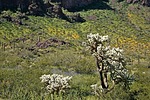 2023-03-18 :: Picacho Peak State Park Road Trail :: tibber