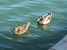 photo thumbnail #14