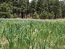 2023-05-28 :2: Chiricahua Peak from Rustler Park TH :: BubbaJuice