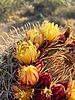 photo thumbnail #10