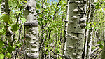 photo thumbnail #3