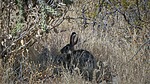 2023-06-02 :3: Tortoise - Valle - Dixie Loop :: tibber