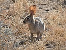 2023-06-02 :3: Tortoise - Valle - Dixie Loop :: tibber