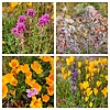 2023-03-19 :1: Bush Highway Superbloom :: tibber