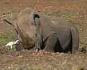 2023-06-07 :2: Nairobi National Park :: gummo