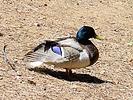 photo thumbnail #11