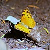 photo thumbnail #4