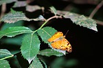 photo thumbnail #9