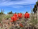 photo thumbnail #10
