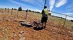 2023-06-08 :1: Ashurst Lake :: kingsnake