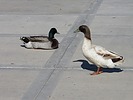 photo thumbnail #9