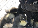 photo thumbnail #15