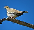 2023-06-11 :2: Pioneer Community Park - Peoria :: rrshort