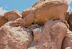 2023-06-12 :3: Lithodendron Wash :: Hansenaz
