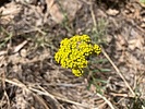 2023-06-15 :1: Promontory Butte 7914 :: kingsnake