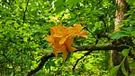 photo thumbnail #6