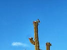 photo thumbnail #15