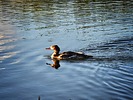 photo thumbnail #12
