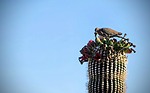 photo thumbnail #5