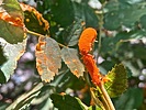 photo thumbnail #9