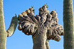 photo thumbnail #12