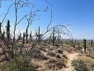 photo thumbnail #4