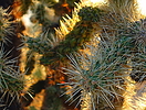 photo thumbnail #2