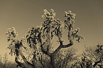 photo thumbnail #4