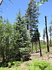 2023-07-01 :2: Chiricahua Peak from Rustler Park TH :: Jim