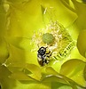 photo thumbnail #12
