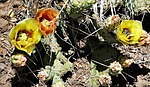 photo thumbnail #7