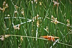 photo thumbnail #12