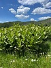 photo thumbnail #13