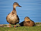 photo thumbnail #13