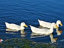 photo thumbnail #11