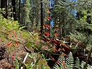2023-07-06 :1: West Chevelon Canyon :: kingsnake