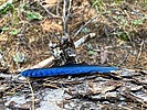2023-07-06 :1: West Chevelon Canyon :: kingsnake