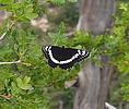 photo thumbnail #15