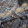 2023-07-10 :2: Bees Knees Loop :: gummo