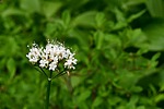 photo thumbnail #14