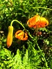 photo thumbnail #1