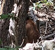 2023-07-13 :1: Bearfoot-Pine Creek Canyon :: The_Eagle