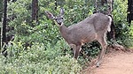 2023-07-13 :1: Bearfoot-Pine Creek Canyon :: The_Eagle