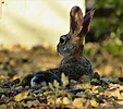photo thumbnail #14