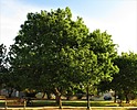 photo thumbnail #15