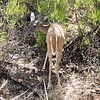 2023-07-17 :2: Florida Canyon Trail #145 :: gummo
