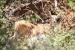 2023-07-17 :2: Florida Canyon Trail #145 :: gummo
